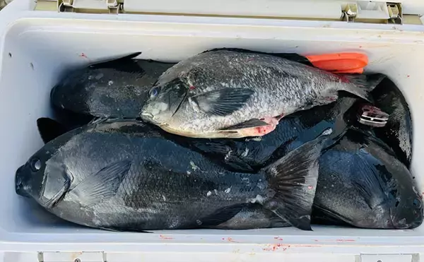 「磯フカセ釣りで美味な「オキアジ」をキャッチ【大分】本命クロも連打成功」の画像