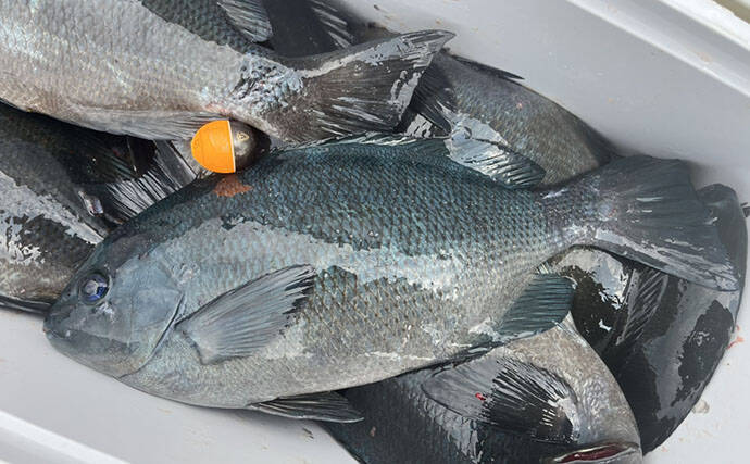 磯フカセ釣りで美味な「オキアジ」をキャッチ【大分】本命クロも連打成功