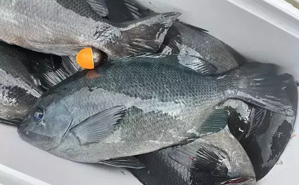 「磯フカセ釣りで美味な「オキアジ」をキャッチ【大分】本命クロも連打成功」の画像