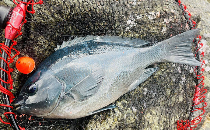 磯フカセ釣りで美味な「オキアジ」をキャッチ【大分】本命クロも連打成功