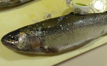 日本一小さい「蕨」市の唯一の釣り堀『つかプーフィッシング』で鯉とニジマス釣りを堪能