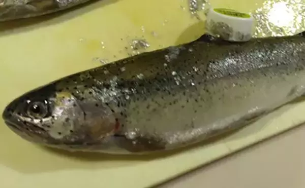 日本一小さい「蕨」市の唯一の釣り堀『つかプーフィッシング』で鯉とニジマス釣りを堪能