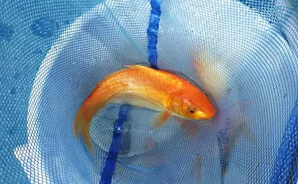 「日本一小さい「蕨」市の唯一の釣り堀『つかプーフィッシング』で鯉とニジマス釣りを堪能」の画像