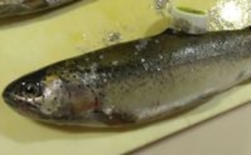 日本一小さい「蕨」市の唯一の釣り堀『つかプーフィッシング』で鯉とニジマス釣りを堪能