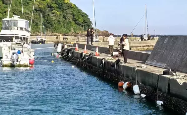 「関東の堤防サビキ釣り釣果情報：1時間でカタクチイワシ50尾手中【富浦新港・千葉】」の画像