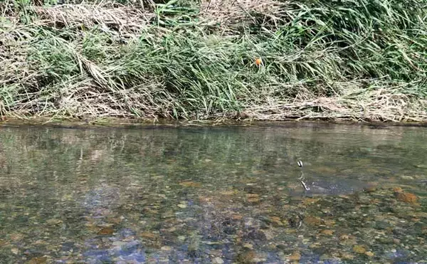 「誰でも安全に楽しめる「小アユ釣り」入門 【シーズン・道具・エサ・釣り方を解説】」の画像