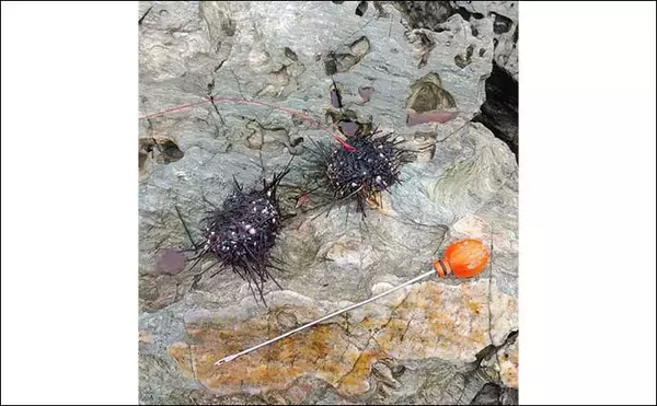 「夏磯イシガキダイ釣り入門　【時期・タックル・釣り方を解説】」の画像