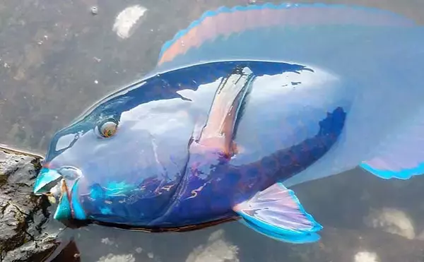 「夏磯イシガキダイ釣り入門　【時期・タックル・釣り方を解説】」の画像