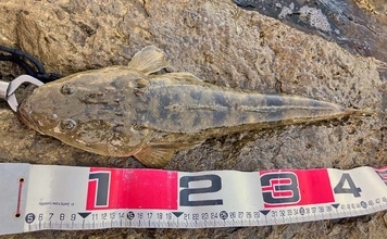 陸っぱりルアーマゴチ釣りで45cm頭に本命好捕【中海】1投目からヒット