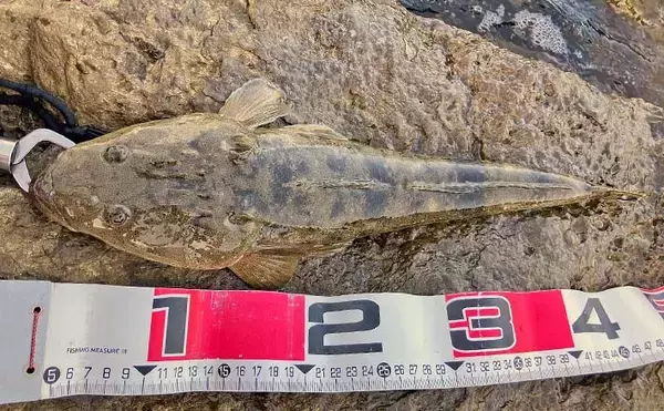 陸っぱりルアーマゴチ釣りで45cm頭に本命好捕【中海】1投目からヒット