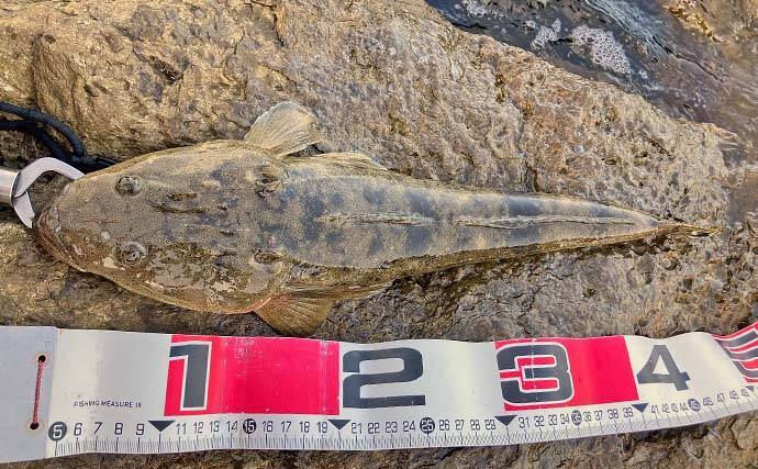 陸っぱりルアーマゴチ釣りで45cm頭に本命好捕【中海】1投目からヒット