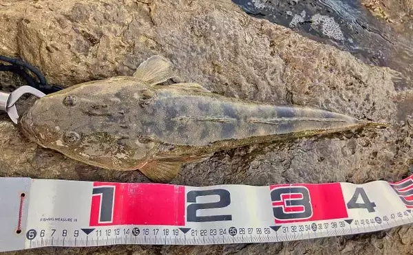 「陸っぱりルアーマゴチ釣りで45cm頭に本命好捕【中海】1投目からヒット」の画像