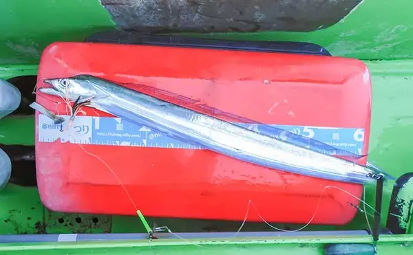 「相模湾タチウオ釣り110cm頭に釣る人32尾【神奈川・ちがさき丸】タナは130〜200m」の画像