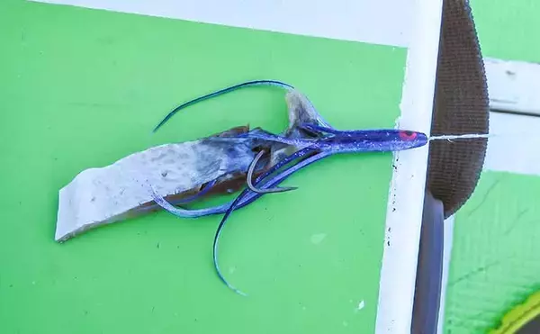 「相模湾タチウオ釣り110cm頭に釣る人32尾【神奈川・ちがさき丸】タナは130〜200m」の画像