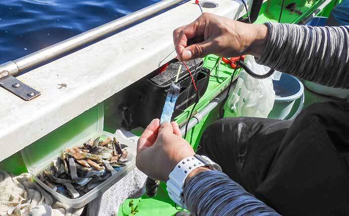 相模湾タチウオ釣り110cm頭に釣る人32尾【神奈川・ちがさき丸】タナは130〜200m