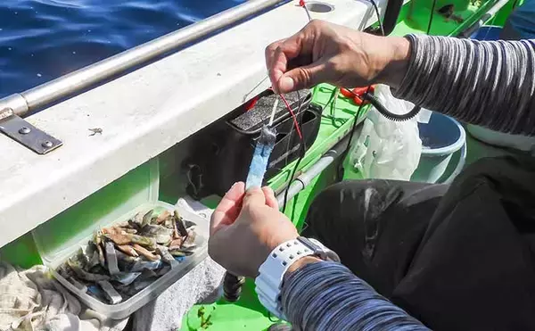 「相模湾タチウオ釣り110cm頭に釣る人32尾【神奈川・ちがさき丸】タナは130〜200m」の画像