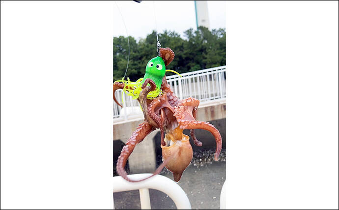 「大阪湾奥にマダコ釣りシーズン到来」タコジグで本命マダコとシーズン初対面【大阪南港魚つり園】