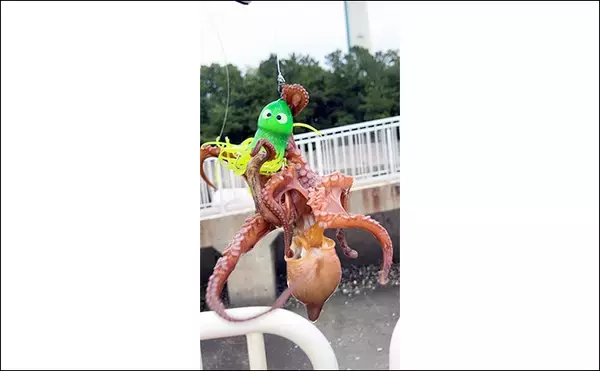 「「大阪湾奥にマダコ釣りシーズン到来」タコジグで本命マダコとシーズン初対面【大阪南港魚つり園】」の画像