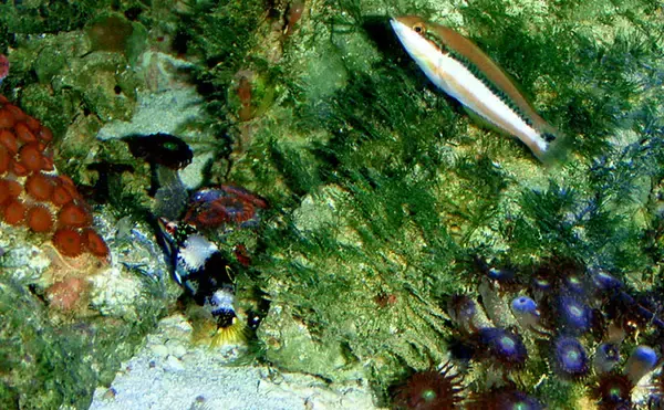 様々なベラを飼育してみた　成長につれて彩り鮮やかな体色が刻々と変化！