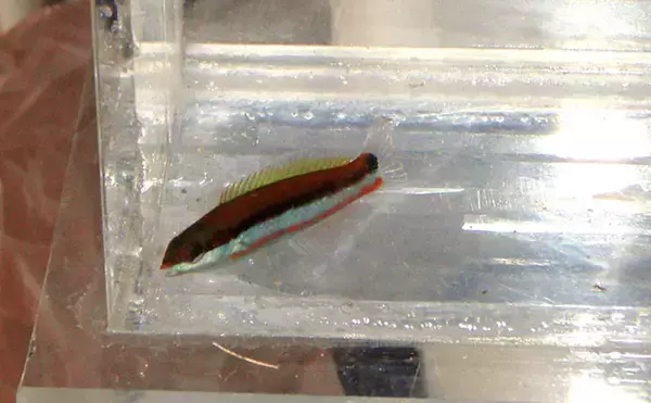 「様々なベラを飼育してみた　成長につれて彩り鮮やかな体色が刻々と変化！」の画像