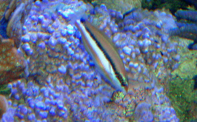 様々なベラを飼育してみた　成長につれて彩り鮮やかな体色が刻々と変化！