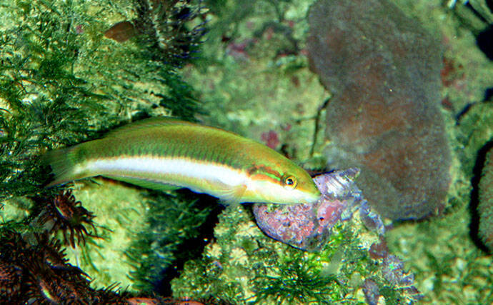 様々なベラを飼育してみた　成長につれて彩り鮮やかな体色が刻々と変化！