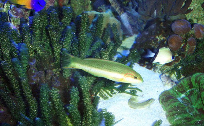 様々なベラを飼育してみた　成長につれて彩り鮮やかな体色が刻々と変化！