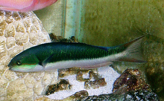 様々なベラを飼育してみた　成長につれて彩り鮮やかな体色が刻々と変化！