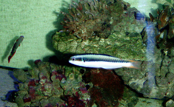 様々なベラを飼育してみた　成長につれて彩り鮮やかな体色が刻々と変化！