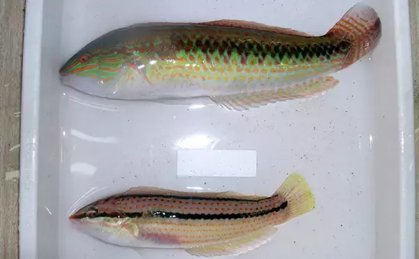 「様々なベラを飼育してみた　成長につれて彩り鮮やかな体色が刻々と変化！」の画像