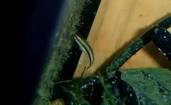 「様々なベラを飼育してみた　成長につれて彩り鮮やかな体色が刻々と変化！」の画像