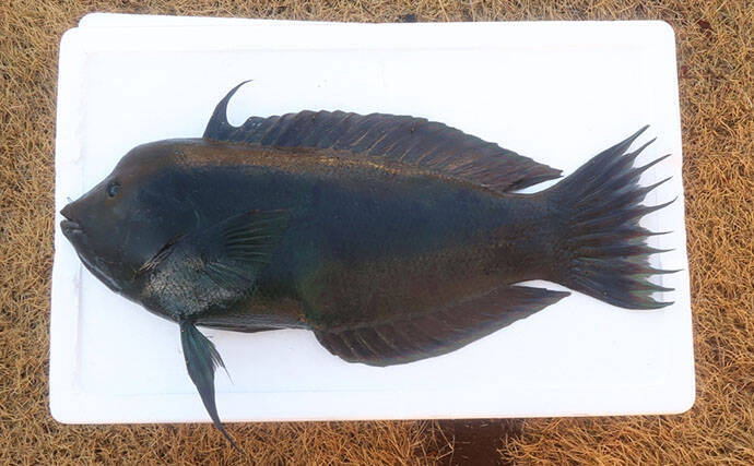 様々なベラを飼育してみた　成長につれて彩り鮮やかな体色が刻々と変化！