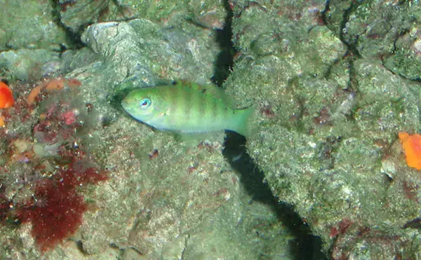 「様々なベラを飼育してみた　成長につれて彩り鮮やかな体色が刻々と変化！」の画像