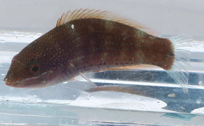 様々なベラを飼育してみた　成長につれて彩り鮮やかな体色が刻々と変化！