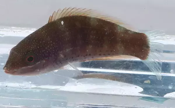 「様々なベラを飼育してみた　成長につれて彩り鮮やかな体色が刻々と変化！」の画像