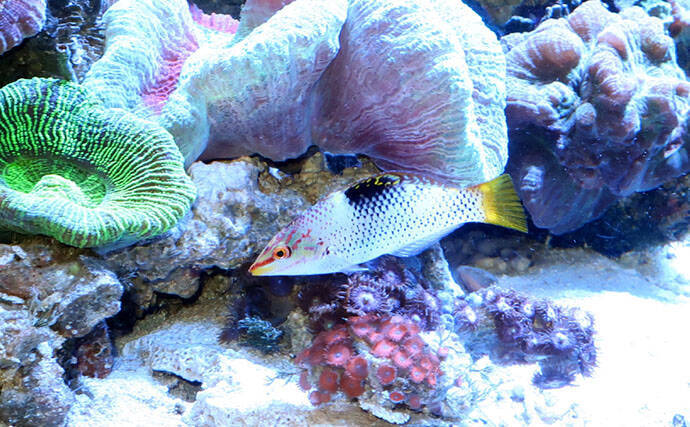 様々なベラを飼育してみた　成長につれて彩り鮮やかな体色が刻々と変化！