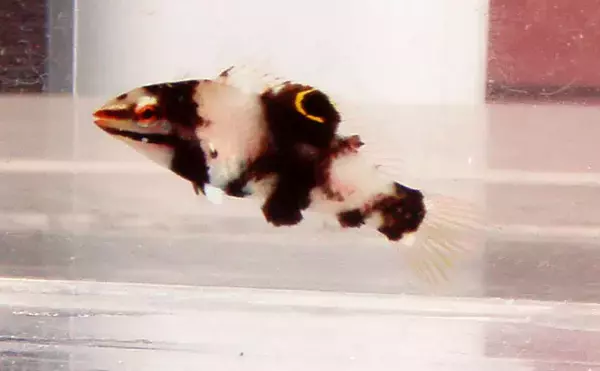 「様々なベラを飼育してみた　成長につれて彩り鮮やかな体色が刻々と変化！」の画像