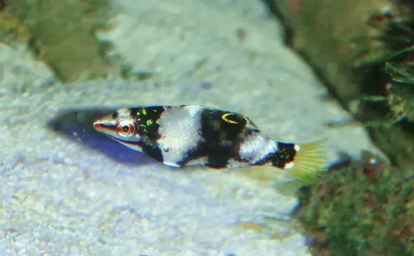 「様々なベラを飼育してみた　成長につれて彩り鮮やかな体色が刻々と変化！」の画像