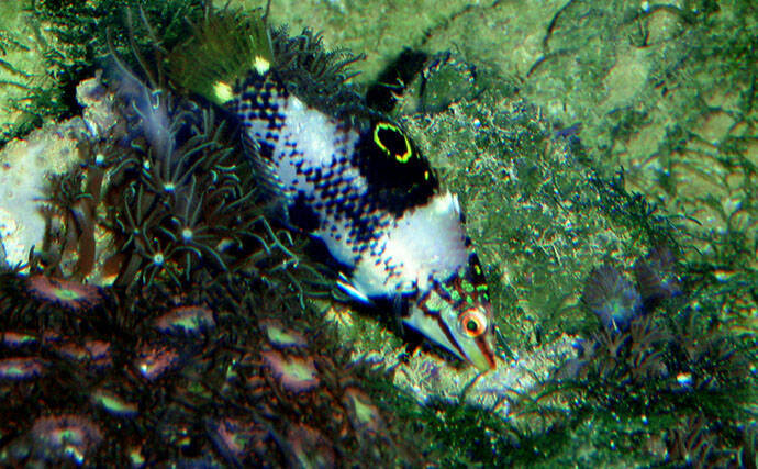 様々なベラを飼育してみた　成長につれて彩り鮮やかな体色が刻々と変化！