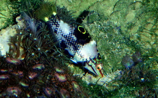 「様々なベラを飼育してみた　成長につれて彩り鮮やかな体色が刻々と変化！」の画像