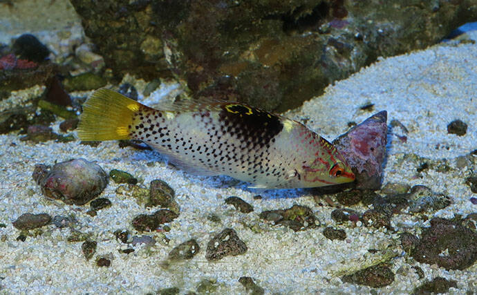 様々なベラを飼育してみた　成長につれて彩り鮮やかな体色が刻々と変化！