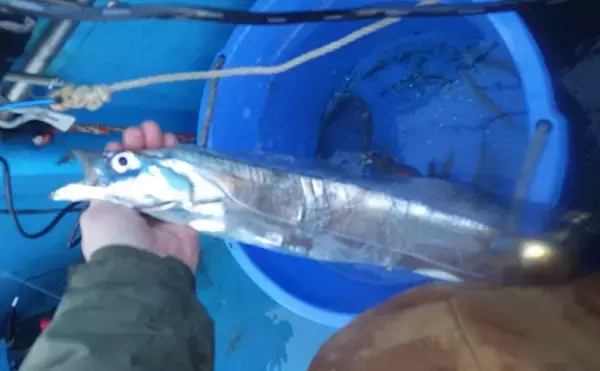 「全面解禁後の鹿島沖ヒラメ釣りで本命の他マゴチにタチウオで好土産【茨城】」の画像