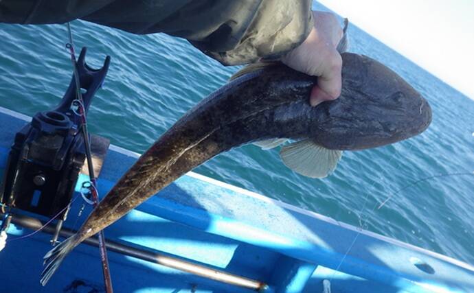 全面解禁後の鹿島沖ヒラメ釣りで本命の他マゴチにタチウオで好土産【茨城】