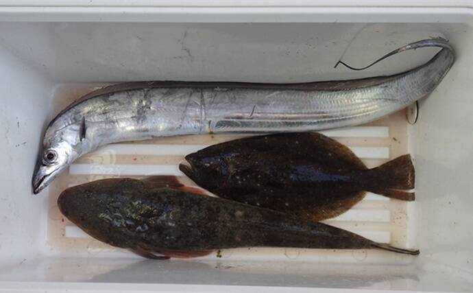 全面解禁後の鹿島沖ヒラメ釣りで本命の他マゴチにタチウオで好土産【茨城】