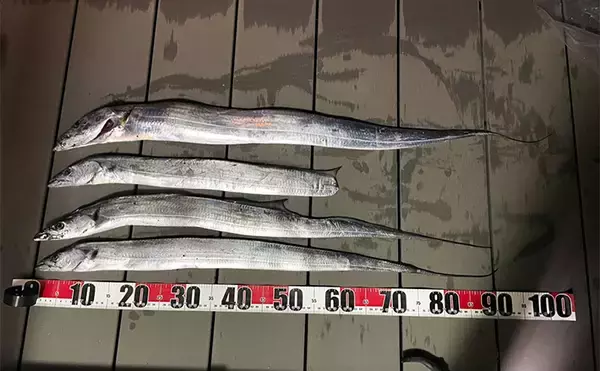 三保サーフでのショアジギングでF5クラス良型タチウオをゲット！【静岡】