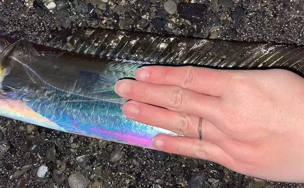 「三保サーフでのショアジギングでF5クラス良型タチウオをゲット！【静岡】」の画像