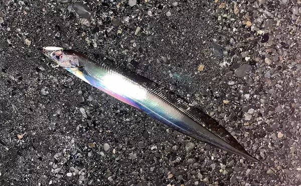 「三保サーフでのショアジギングでF5クラス良型タチウオをゲット！【静岡】」の画像