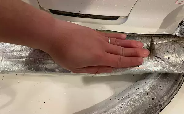 「三保サーフでのショアジギングでF5クラス良型タチウオをゲット！【静岡】」の画像