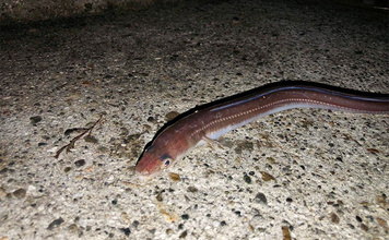 冬の堤防でアナゴが連発！　夜のぶっ込み釣りで時合いを狙い撃ち