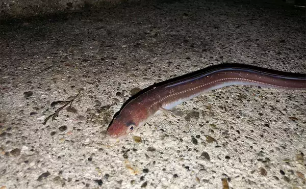 冬の堤防でアナゴが連発！　夜のぶっ込み釣りで時合いを狙い撃ち